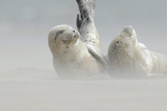 Nationalpark Wattenmeer