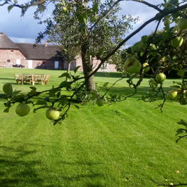 Apfelbaum Brink Møllegaard