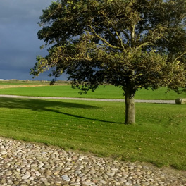 Holz wirft Schatten