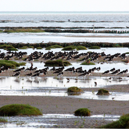 Strandelster bei der Schleuse von Ballum.