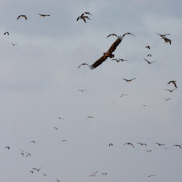 Junger Seeadler vor der Schleuse von Ballum